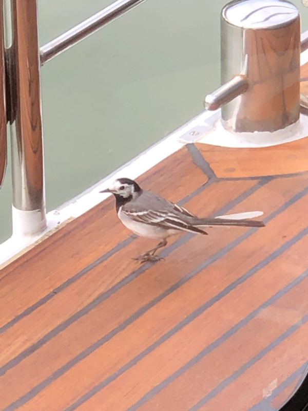 Teakdeck überholen grafik 9