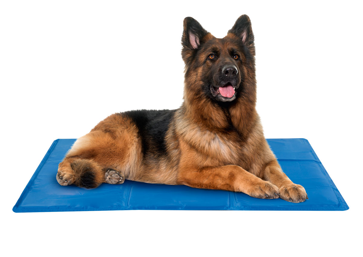 Hunde-Kühlmatte L 50 x 65 cm Hunde-Kühlmatte L.