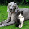 PP PetPeg 19981.7a06dbaa