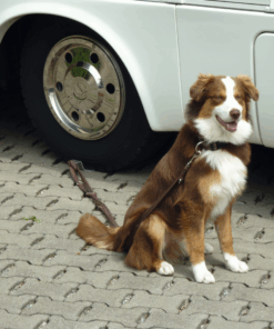 Dog-Sitter 49489 1.a1a2b1fa