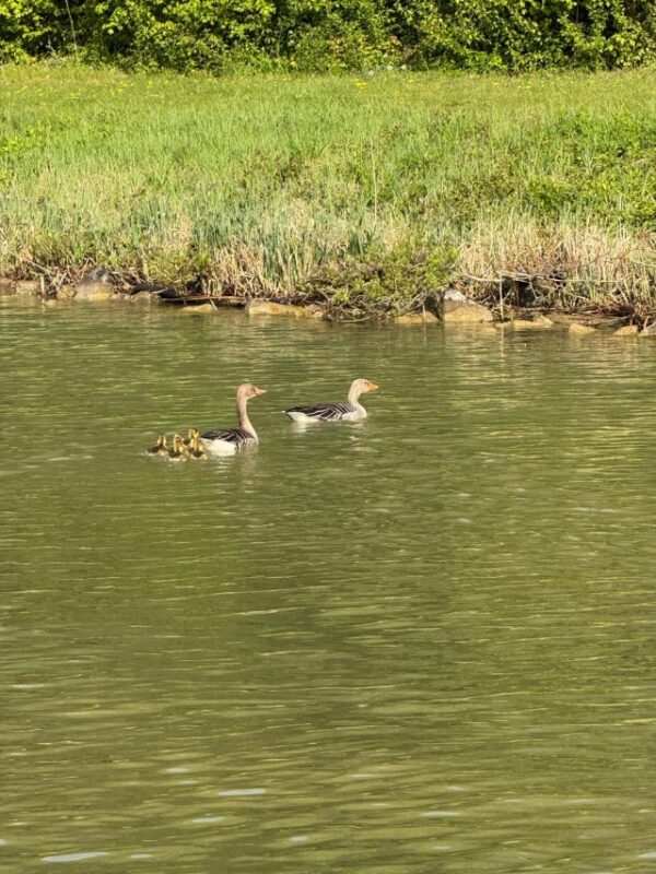 Lorbas auf dem Weg nach Hause Tag 1 Naturerlebnis am Mittellandkanal: Gänsefamilie im Hafen Idenser Moor.
