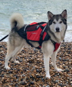 Crewsaver Crewsaver Hundeweste Größe S 2370-S Crewsaver Crewsaver Crewsaver Hundeweste Größe S 2370-S - Produktbild 4 - Artikel 2370-S