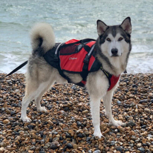 Crewsaver Crewsaver Hundeweste Größe XLA 2370-XLA Crewsaver Crewsaver Crewsaver Hundeweste Größe XLA 2370-XLA - Produktbild 4 - Artikel 2370-XLA